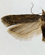 Filatima normifera