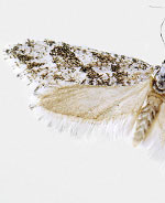 Araeolepia ustulana