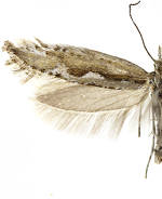 Plutella hyperboreella