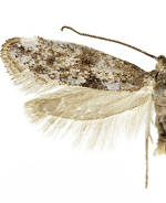 Paraswammerdamia conspersella