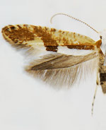 Argyresthia pruniella