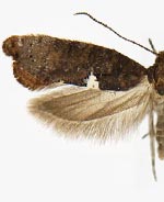 Acrolepiopsis incertella