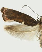 Acrolepiopsis heppneri