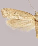 Acrolepiopsis leucoscia