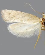 Acrolepiopsis leucoscia