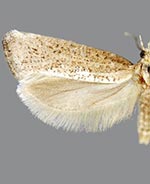 Acrolepiopsis leucoscia