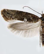 Acrolepiopsis assectella