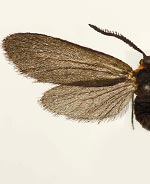 Acoloithus falsarius