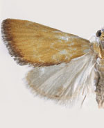 Aethiophysa delicata