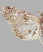 Dicymolomia micropunctalis