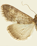 Evergestis comstocki