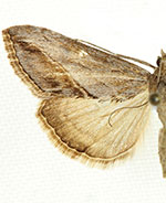 Evergestis eurekalis