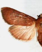 Sathria rufescens