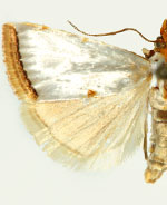 Argyria rufisignella