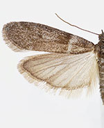 Myelopsis davidi