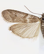 Myelopsis davidi