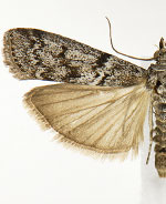 Pyla insinuatrix