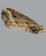 Hypenopsis macula