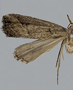 Hypenopsis macula