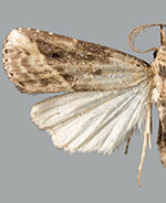 Hypenopsis macula