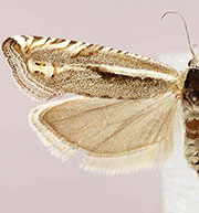 Eucosma misturana