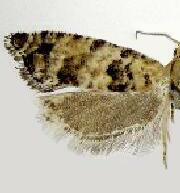 Epinotia normanana