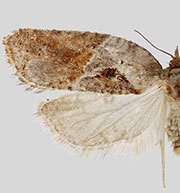 Acleris inana of authors