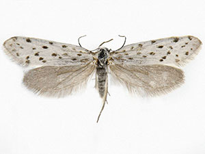 Greya piperella