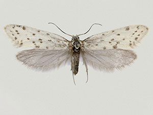 Greya piperella