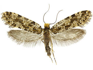 Triaxomera parasitella