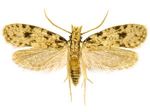 Amydria brevipennella