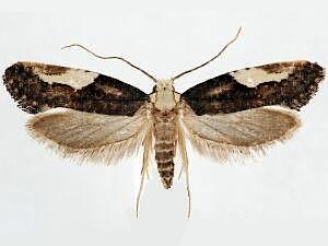 Monopis longella