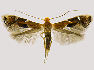 Bucculatrix eupatoriella