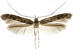 Caloptilia suberinella