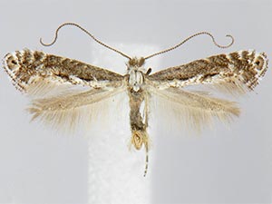 Parornix arbutifoliella