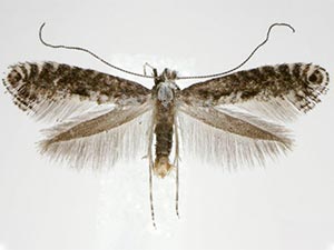 Parornix dubitella