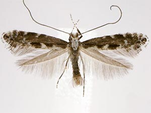 Parornix obliterella