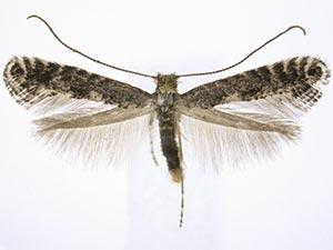 Parornix vicinella