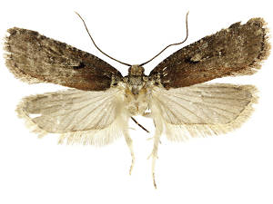 Agonopterix conterminella