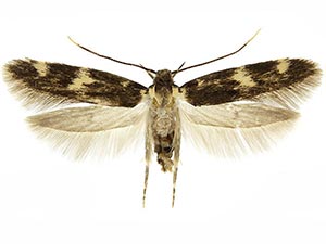 Oegoconia novimundi