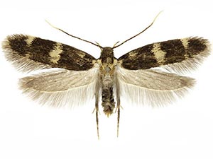 Oegoconia deauratella