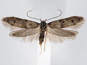 Hypatopa simplicella