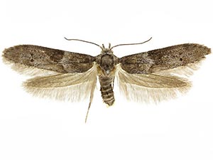 Blastobasis glandulella