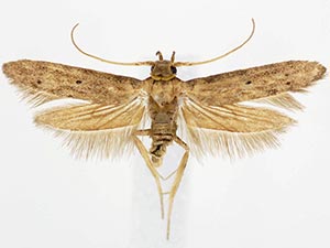 Holcocera crassicornella