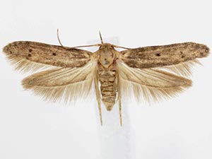 Holcocera crassicornella