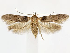 Holcocera crassicornella