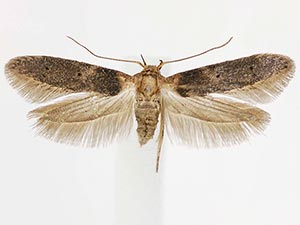 Holcocera crassicornella