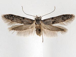 Hypatopa punctiferella