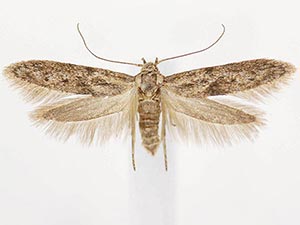 Hypatopa punctiferella