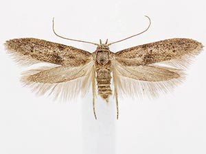 Hypatopa punctiferella